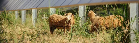 Lawaii sheep