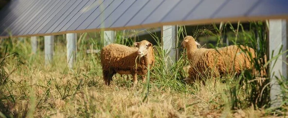 Lawai Sheep