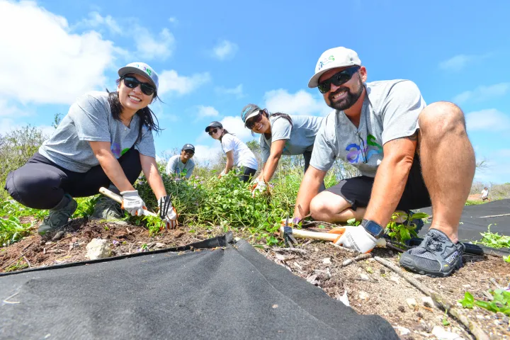 Volunteers from AES Hawai‘i engage in hands-on conservation, clearing invasive plants from a native landscape under a clear blue sky.