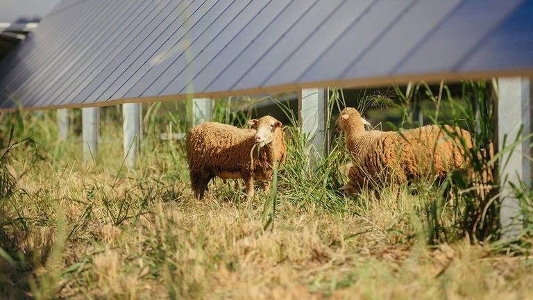 Lawaii sheep