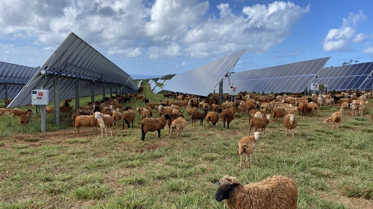lawai_panels_sheep